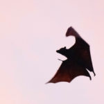 Pipistrello che vola