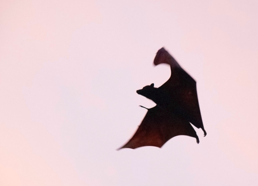Pipistrello che vola