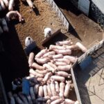 Foto (Essere Animali): visione aerea del luogo di abbattimento dei maiali nel pavese, con decine di maiali ammassati e spinti nei container dove verranno uccisi con il gas.